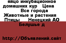 яйцо инкубационное домашних кур › Цена ­ 25 - Все города Животные и растения » Птицы   . Ненецкий АО,Белушье д.